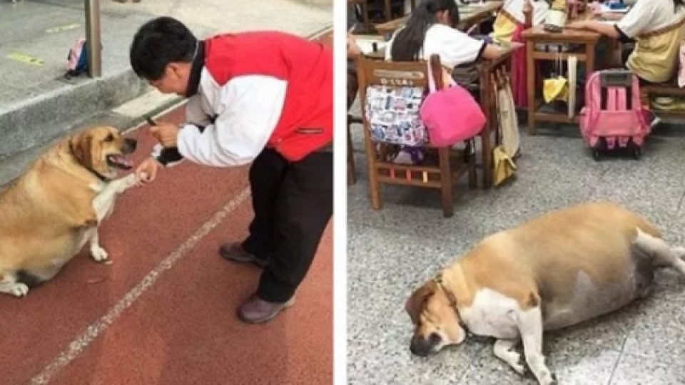 Anjing Penjaga Sekolah Kegendutan, Pihak Sekolah Melarang Siswa & Staff Memberi Makan Hingga Berat Anjing itu Normal Kembali