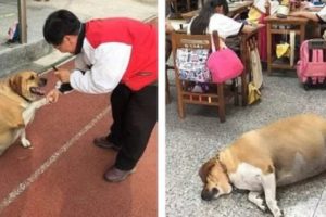 Anjing Penjaga Sekolah Kegendutan, Pihak Sekolah Melarang Siswa & Staff Memberi Makan Hingga Berat Anjing itu Normal Kembali