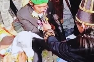 Viral Video Pernikahan Pria dengan Domba Betina di Gresik Demi Konten, Malah Bikin Resah Publik