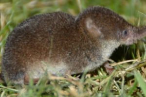 Virus Langya, Virus Baru yang Ditemukan di China dan Dicurigai Ditularkan Hewan ke Manusia