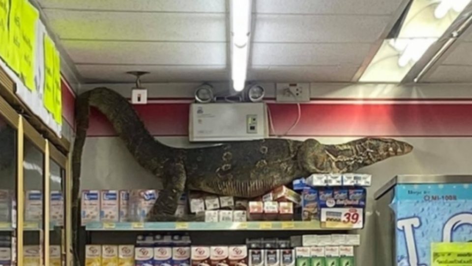 Viral Video Seekor Kadal Raksasa Sepanjang Hampir 2 Meter 'Berkunjung' ke 7-Eleven di Thailand