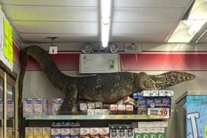 Viral Video Seekor Kadal Raksasa Sepanjang Hampir 2 Meter 'Berkunjung' ke 7-Eleven di Thailand
