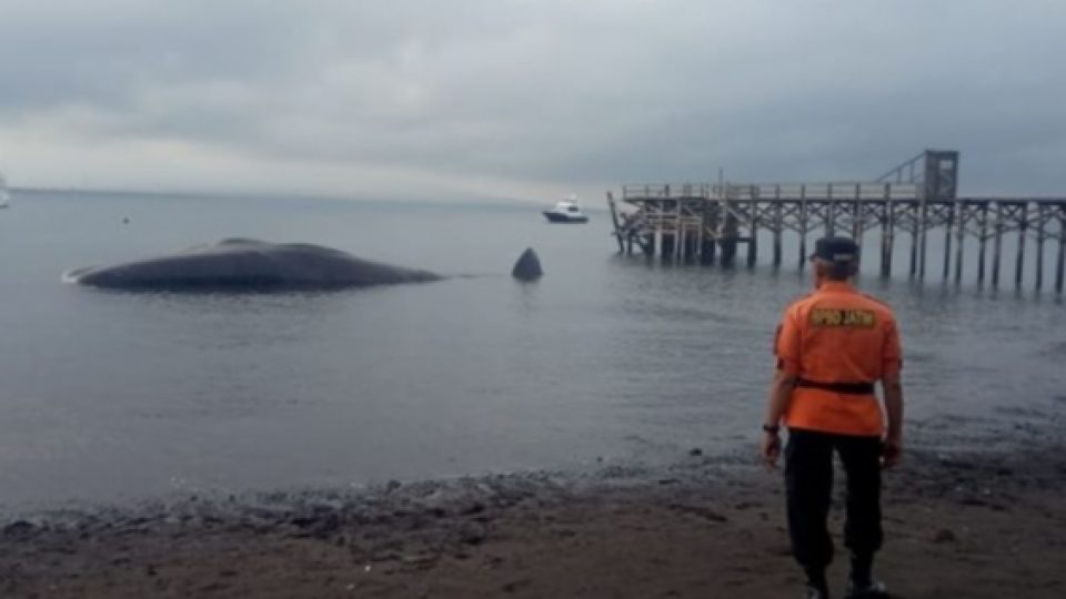Paus Sperma yang Terdampar di Pantai Bulusan Banyuwangi Mati Usai Upaya Evakuasi Gagal