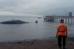 Paus Sperma yang Terdampar di Pantai Bulusan Banyuwangi Mati Usai Upaya Evakuasi Gagal
