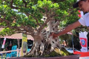 Bonsai Setengah Miliar di Ponorogo, DItawar Kolektor Tapi Tidak DIlepas Pemiliknya