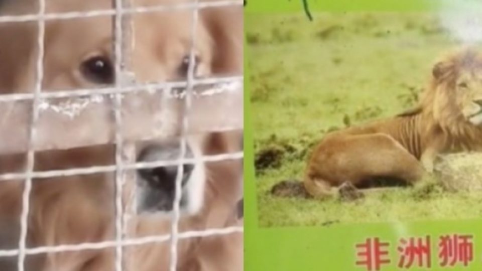 Viral Kebun Binatang di China Menaruh Golden Retriver di Kandang Berlabel 'Singa Afrika'