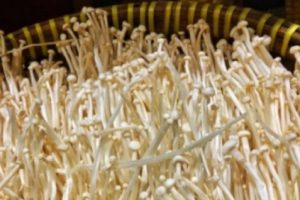 Mengandung Bakteri Penyebab Listeria, Pemerintah Indonesia Musnahkan Jamur Enoki di Dalam Negeri