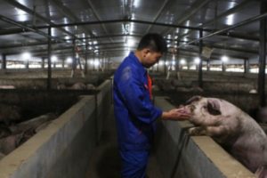 Virus Baru G4 Ditemukan di China, yang Disebut Peneliti 'Berpotensi Pandemi'