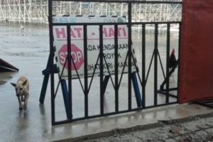 Jelang MotoGP Mandalika 2022, Puluhan Ekor Anjing Liar di Area Sirkuit Ditangkap