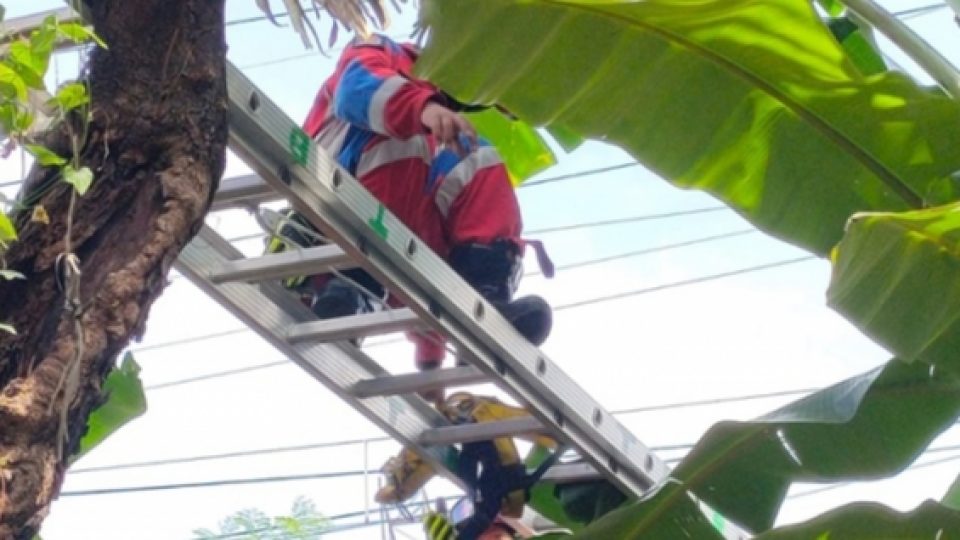 Tidur Pulas di Atas Pohon Usai Nge-Fly Karena Sabu, Nelayan Muda di Tambora Dievakuasi Damkar