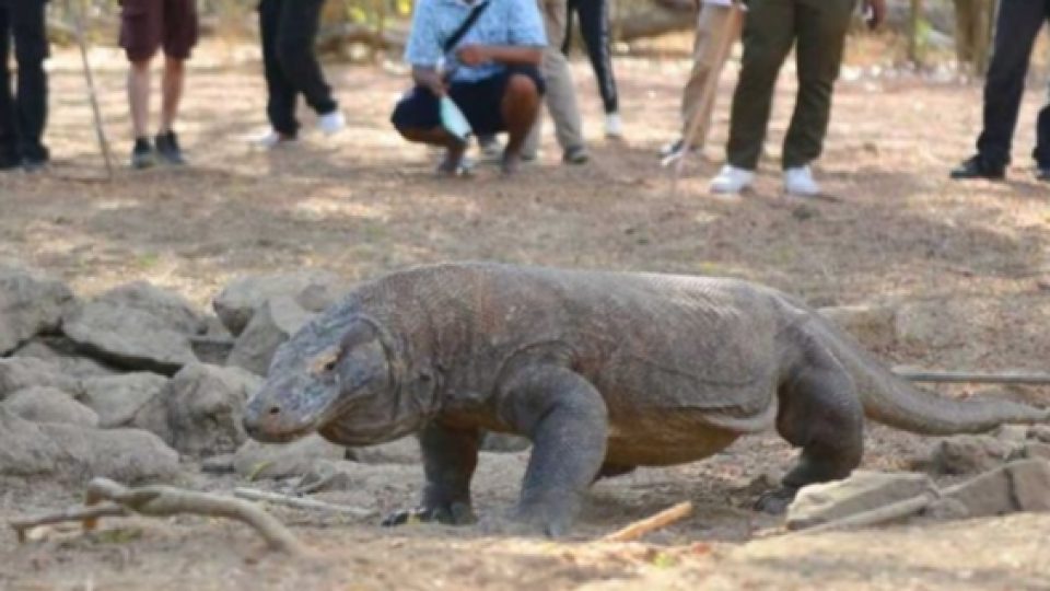 Beredar Isu Harga Tiket Masuk Taman Nasional Komodo Tembus Rp 3,7 Juta, Ini Penjelasan KLHK
