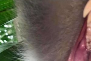 Pria Malaysia Temukan Kembali Ponselnya yang Hilang, Namun Ia Terkejut Melihat Isi Galeri Foto di Ponsel Itu