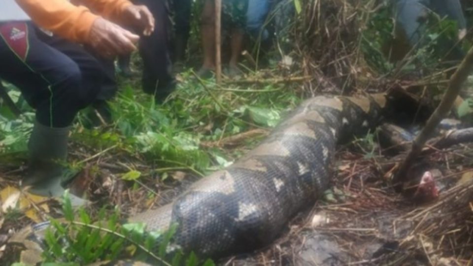 Sebuah Desa di Jambi Geger Usai Temukan Ular Piton yang Memangsa Wanita Penyadap Karet