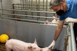 Ilmuwan Jerman Berencana Kembang Biakkan Babi Rekayasa Genetik untuk Transplantasi Jantung ke Manusia