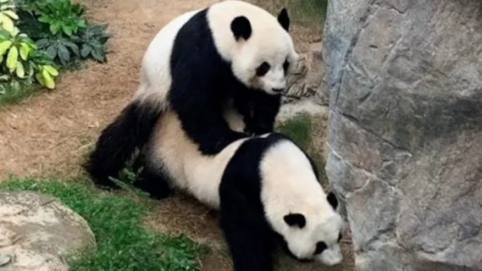 Kebun Binatang Sepi Karena Virus Corona, Sepasang Panda di Hong Kong Akhirnya Kawin Secara Alami
