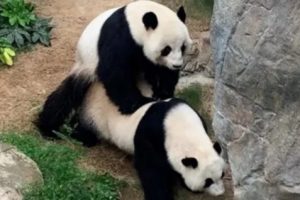 Kebun Binatang Sepi Karena Virus Corona, Sepasang Panda di Hong Kong Akhirnya Kawin Secara Alami