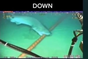 Hoaks Video Ikan Hiu Gigit Kabel Bikin Jaringan Telkomsel dan Indosat Gangguan