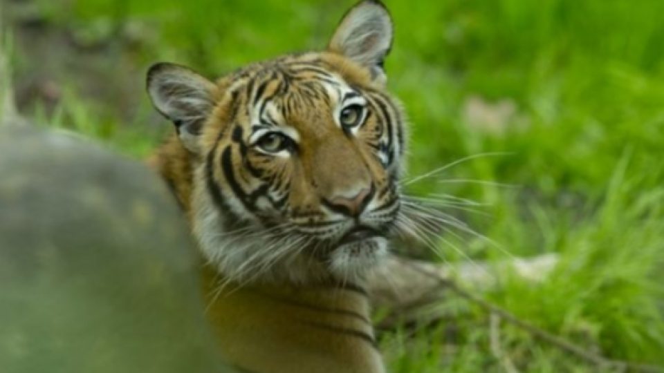 Bisa Jangkiti Hewan? Seekor Harimau di Amerika Serikat Positif Terinfeksi Virus-19