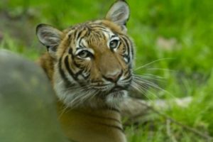 Bisa Jangkiti Hewan? Seekor Harimau di Amerika Serikat Positif Terinfeksi Virus-19