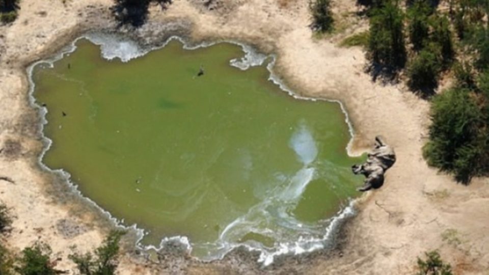 Misteri Kematian Ratusan Gajah di Botswana Hingga Disebut 'Bencana Konservasi Alam'
