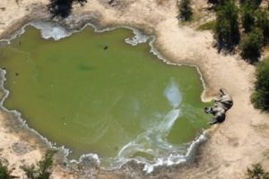 Misteri Kematian Ratusan Gajah di Botswana Hingga Disebut 'Bencana Konservasi Alam'