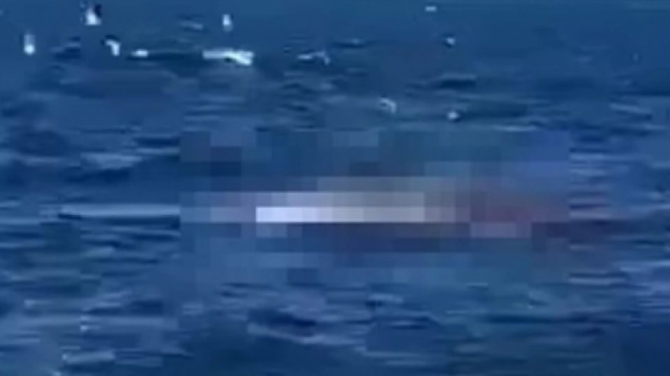 Pria Tewas Dimakan Ikan Hiu di Sydney, Australia, Terekam Kamera dan Bikin Gempar Masyarakat dan Otoritas Setempat