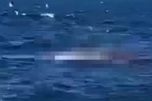 Pria Tewas Dimakan Ikan Hiu di Sydney, Australia, Terekam Kamera dan Bikin Gempar Masyarakat dan Otoritas Setempat