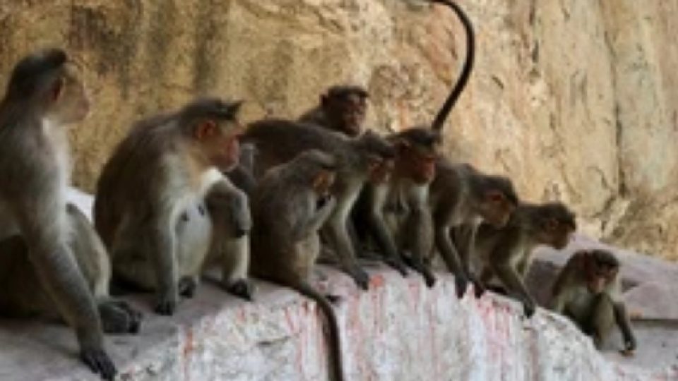 Di India, Perang Antar Geng Monyet Berujung Korban Jiwa dari Pihak Manusia