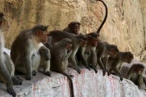 Di India, Perang Antar Geng Monyet Berujung Korban Jiwa dari Pihak Manusia