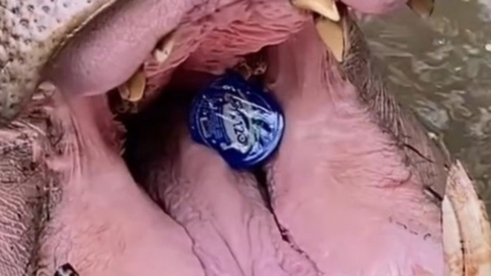 Viral Kuda Nil Taman Safari Indonesia Menelan Botol Plastik, Pelaku yang Melempar Botol Meminta Maaf