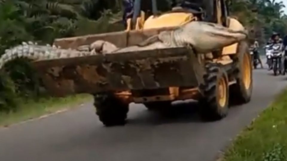 Dianggap Buaya Siluman, Seekor Buaya Muara di Babel Dikubur Warga Dengan Cara Khusus Agar Tidak 'Hidup Lagi'