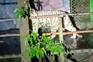 1 Dari 2 Harimau yang Lepas di Sinka Zoo, SIngkawang, Ditembak Mati