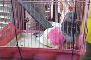 Polisi India Menahan Seekor Burung Merpati Karena Dicurigai Sebagai Mata-mata