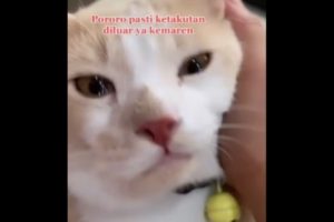 Pororo, Kucing Seleb TikTok yang Hilang dan Bikin Heboh Media Sosial Telah Ditemukan