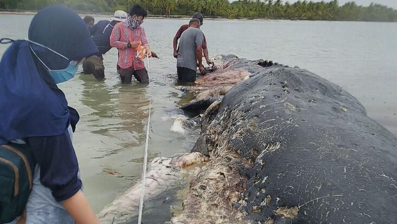 Bangkai paus sperma yang terdampar di perairan Pulau Kapota, Wakatobi dan ditemukan pada hari Senin (19/11/2018). (Foto: WWF-Indonesia/Kartika Sumolang)