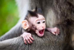 Nama Charlotte Elizabeth Diana Dipakai Monyet Jepang