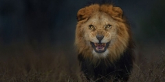 Fotografer Rela Mati Demi Memotret Singa Ini