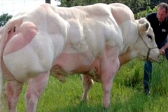 Bukan Hanya Binaragawan Yang Punya Otot Kekar, Sapi-sapi Ini Juga!