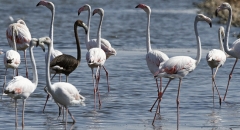 Burung Flamingo Hitam Ditemukan di Siprus