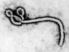 Virus Ebola: Asal Usul, Penularan dan Pencegahan
