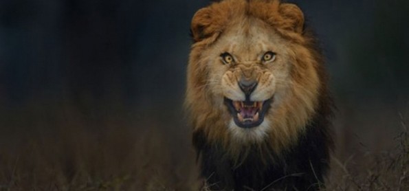 Fotografer Rela Mati Demi Memotret Singa Ini