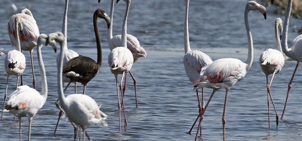 Burung Flamingo Hitam Ditemukan Di Siprus