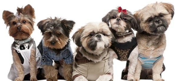 Fashion Busana Anjing Tahun 2015