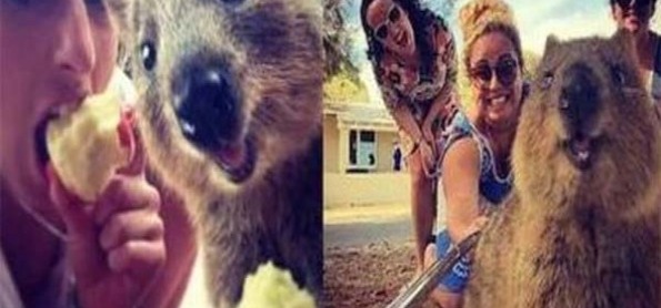 Tren Selfie Baru di Australia, Bareng Hewan Langka!