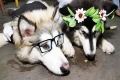 Resepsi Pernikahan Mewah dan Heboh Sepasang Anjing 